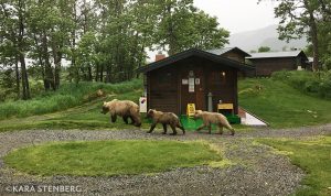Brooks Lodge Bears and Cabins